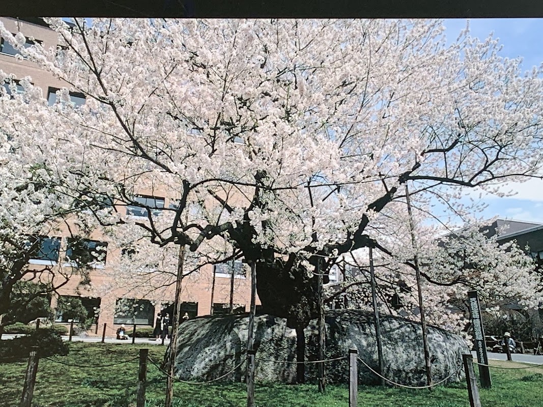 Spot Image